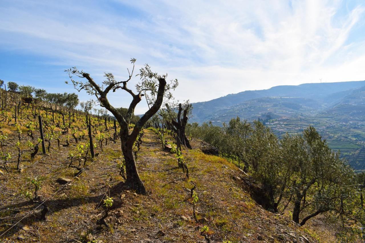 Quinta Dos Padrinhos - Suites In The Heart Of The Douro Lamego Exterior foto