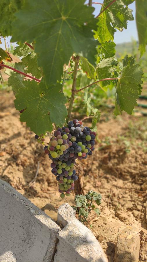 Quinta Dos Padrinhos - Suites In The Heart Of The Douro Lamego Exterior foto