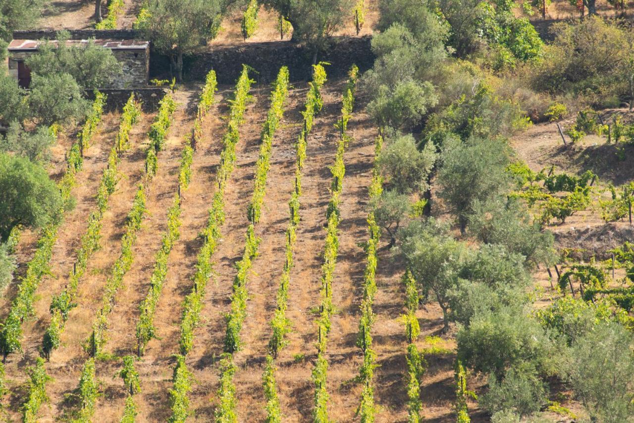 Quinta Dos Padrinhos - Suites In The Heart Of The Douro Lamego Exterior foto